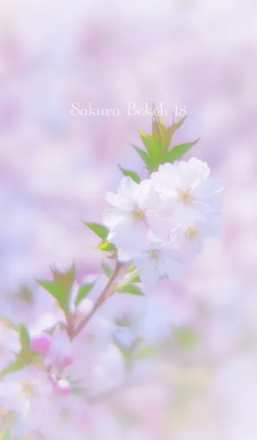 [LINE着せ替え] SakuraBokeh 18の画像1