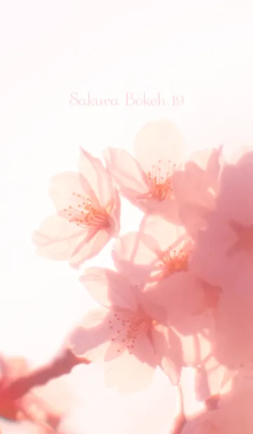 [LINE着せ替え] SakuraBokeh 19の画像1