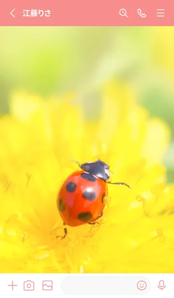 [LINE着せ替え] Ladybird Symbol of good luck #1-4の画像2