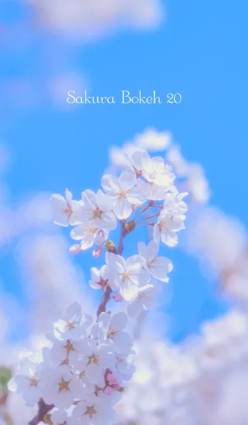 [LINE着せ替え] SakuraBokeh 20の画像1