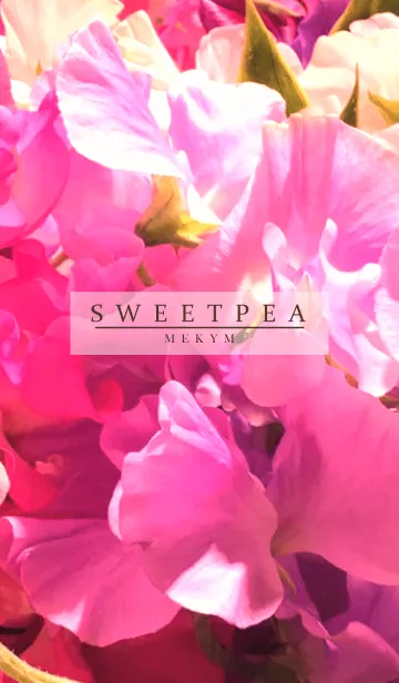 [LINE着せ替え] SWEET PEA-PINK 4の画像1