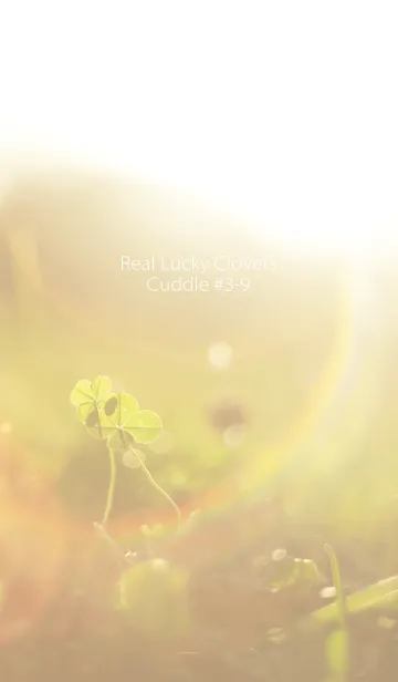 [LINE着せ替え] 四つ葉のクローバー Cuddle #3-9の画像1