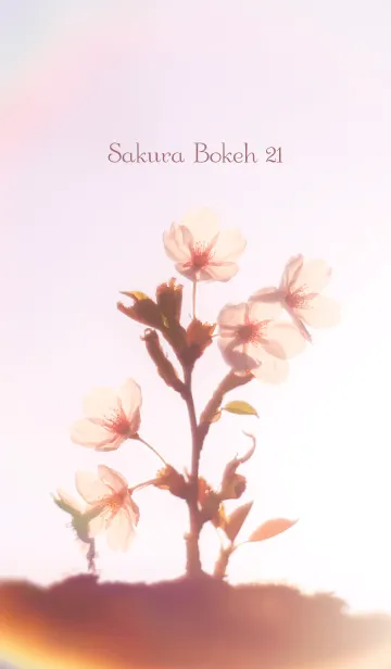 [LINE着せ替え] SakuraBokeh 21の画像1