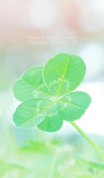[LINE着せ替え] 四つ葉のクローバー Cuddle #1-11の画像1