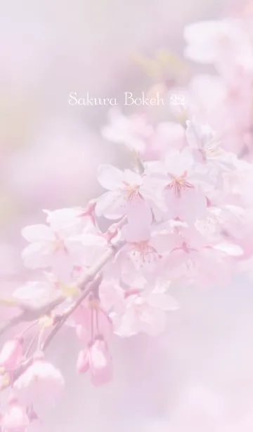 [LINE着せ替え] SakuraBokeh 22の画像1