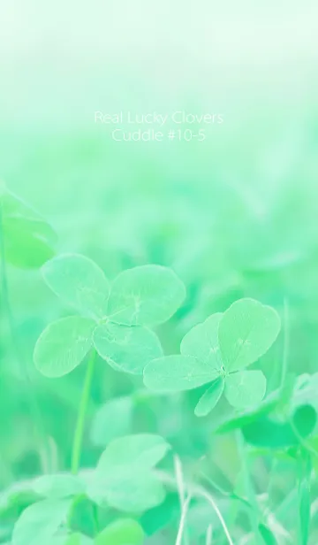 [LINE着せ替え] 四つ葉のクローバー Cuddle #10-5の画像1