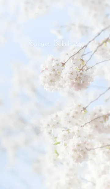 [LINE着せ替え] SakuraBokeh 23の画像1