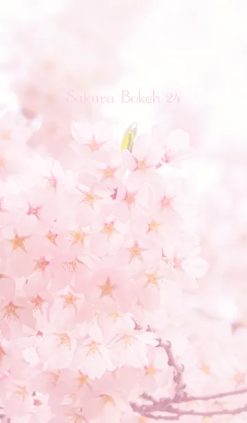 [LINE着せ替え] SakuraBokeh 24の画像1