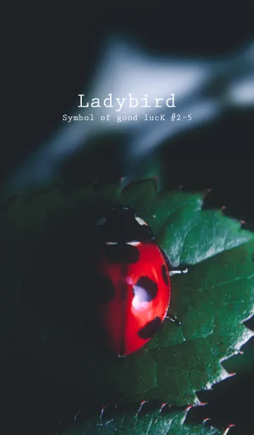 [LINE着せ替え] Ladybird Symbol of good luck #2-5の画像1
