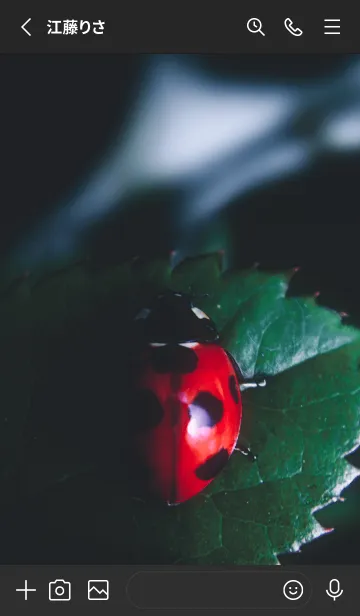 [LINE着せ替え] Ladybird Symbol of good luck #2-5の画像2