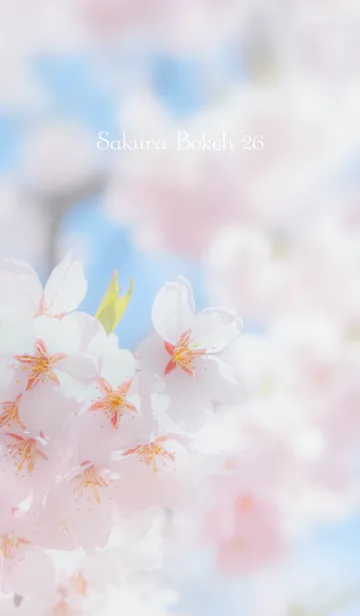 [LINE着せ替え] SakuraBokeh 26の画像1