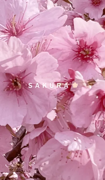 [LINE着せ替え] SAKURA - pink cherry blossom 2の画像1