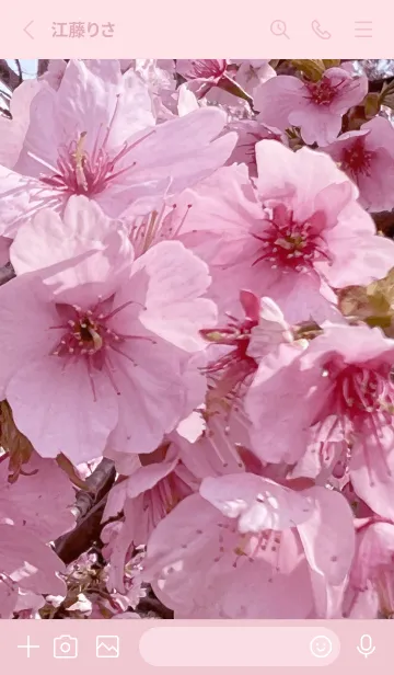 [LINE着せ替え] SAKURA - pink cherry blossom 2の画像2