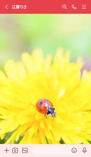 [LINE着せ替え] Ladybird Symbol of good luck #3-5の画像2