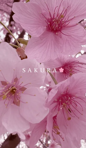 [LINE着せ替え] SAKURA - pink cherry blossom.3の画像1