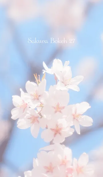 [LINE着せ替え] SakuraBokeh 27の画像1