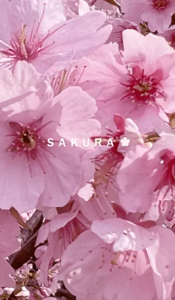 [LINE着せ替え] SAKURA - pink cherry blossom 5の画像1