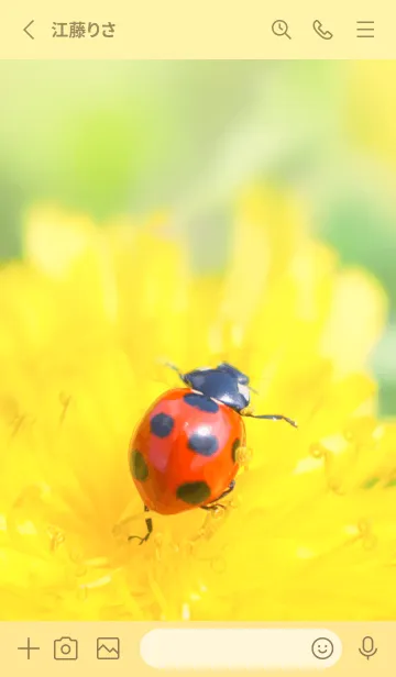 [LINE着せ替え] Ladybird Symbol of good luck #1-6の画像2