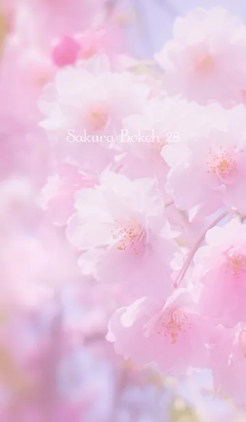 [LINE着せ替え] SakuraBokeh 28の画像1