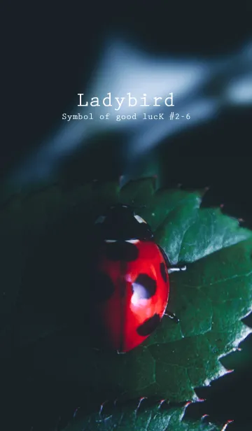 [LINE着せ替え] Ladybird Symbol of good luck #2-6の画像1