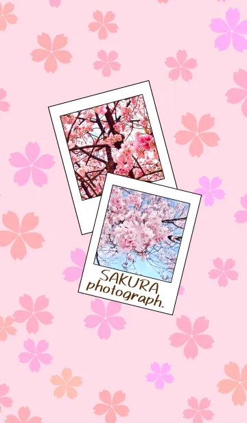 桜の写真。の着せ替えメイン画像