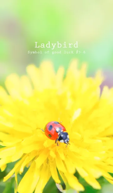 [LINE着せ替え] Ladybird Symbol of good luck #3-6の画像1