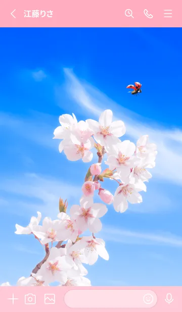 [LINE着せ替え] Sakura & Ladybird #2-1の画像2