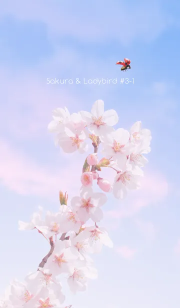 [LINE着せ替え] Sakura & Ladybird #3-1の画像1