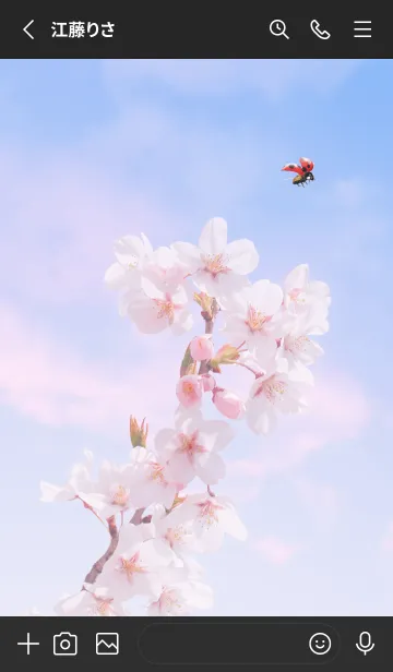 [LINE着せ替え] Sakura & Ladybird #3-1の画像2