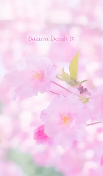 [LINE着せ替え] SakuraBokeh 31の画像1