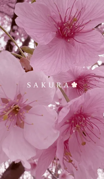 [LINE着せ替え] SAKURA - cherry blossom 7の画像1