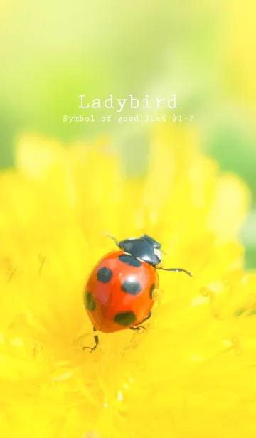 [LINE着せ替え] Ladybird Symbol of good luck #1-7の画像1