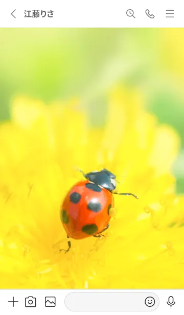 [LINE着せ替え] Ladybird Symbol of good luck #1-7の画像2