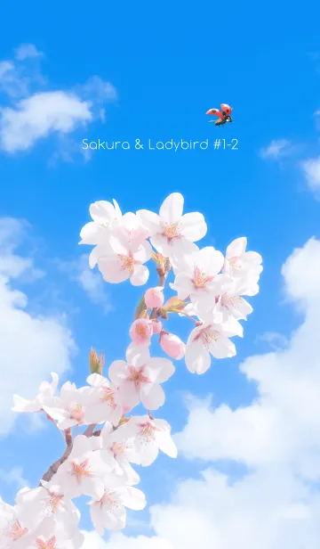 [LINE着せ替え] Sakura & Ladybird #1-2の画像1