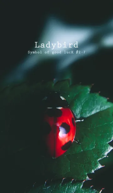 [LINE着せ替え] Ladybird Symbol of good luck #2-7の画像1