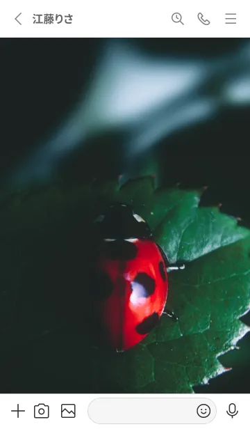 [LINE着せ替え] Ladybird Symbol of good luck #2-7の画像2