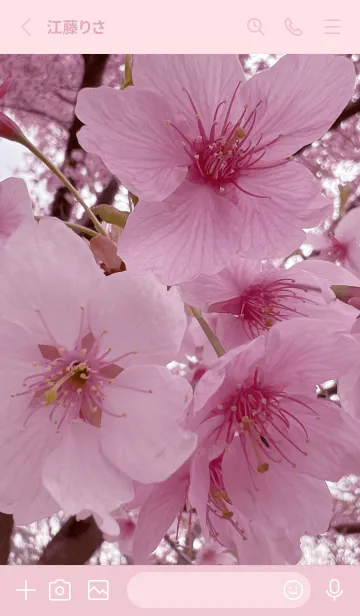 [LINE着せ替え] SAKURA - cherry blossom 9の画像2