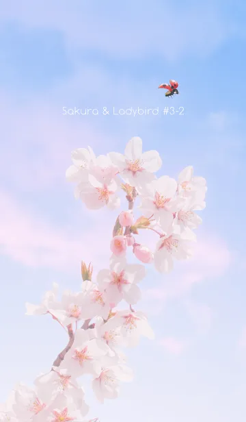 [LINE着せ替え] Sakura & Ladybird #3-2の画像1