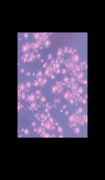 [LINE着せ替え] 幻想桜#DT15。の画像1