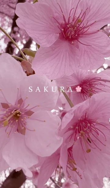 [LINE着せ替え] SAKURA - cherry blossom 10の画像1