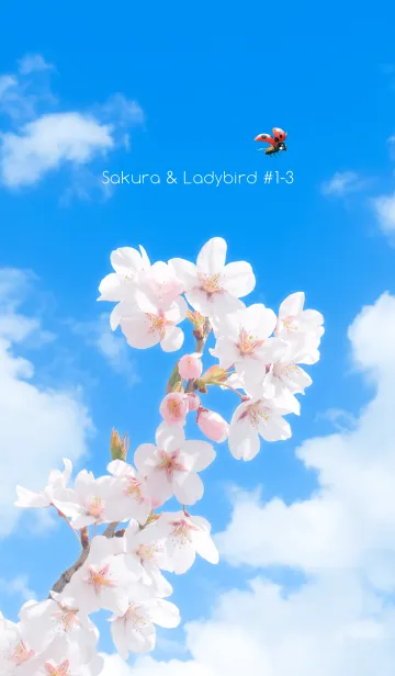 [LINE着せ替え] Sakura & Ladybird #1-3の画像1