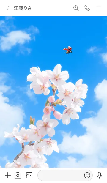 [LINE着せ替え] Sakura & Ladybird #1-3の画像2