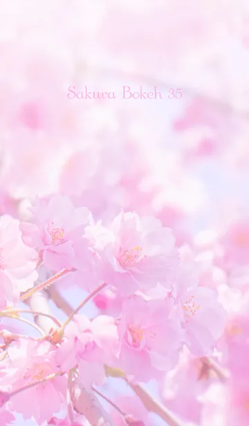 [LINE着せ替え] SakuraBokeh 35の画像1