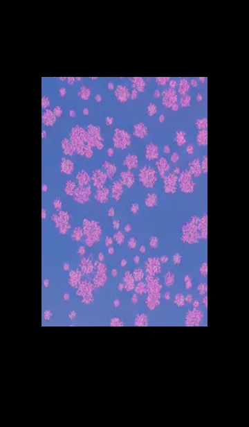 [LINE着せ替え] 幻想桜#DU05。の画像1