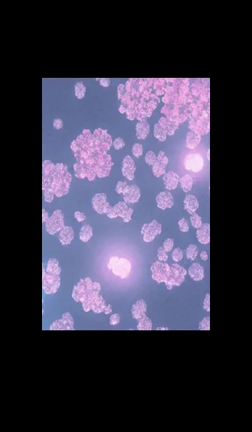 [LINE着せ替え] 幻想桜#DU08。の画像1