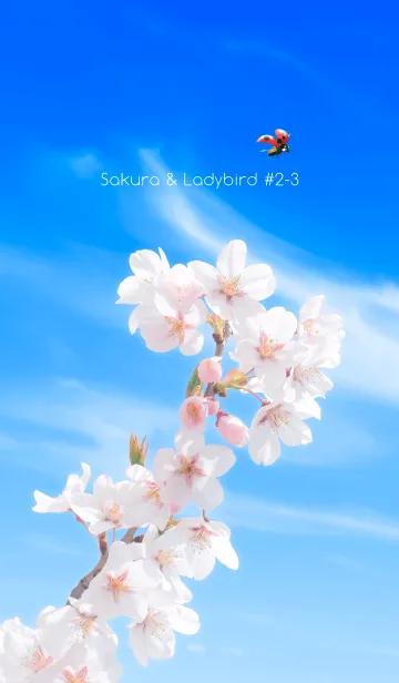 [LINE着せ替え] Sakura & Ladybird #2-3の画像1
