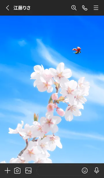 [LINE着せ替え] Sakura & Ladybird #2-3の画像2