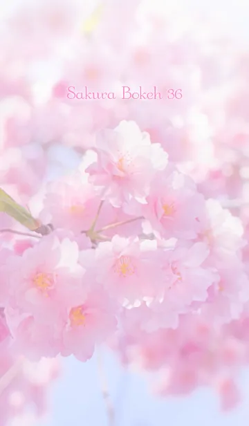 [LINE着せ替え] SakuraBokeh 36の画像1