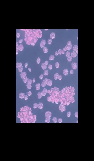 [LINE着せ替え] 幻想桜#DU017。の画像1