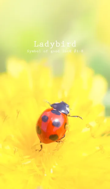 [LINE着せ替え] Ladybird Symbol of good luck #1-8の画像1